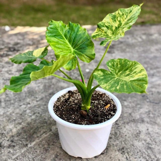 Alocasia gageana Aurea Variegated : บอนหูช้างด่างเหลือง ในกระถาง 8️⃣.5️⃣ นิ้ว . บอนหูช้างด่างขาวและบอนหูช้างด่างเหลืองมี