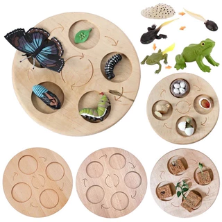 Tray & Animal life cycle Sensory play โมเดลวงจรชีวิตสัตว์ ถาดวงจรชีวิตสัตว์ 61แบบ(พร้อมส่งจากไทย) montessori sensory bi