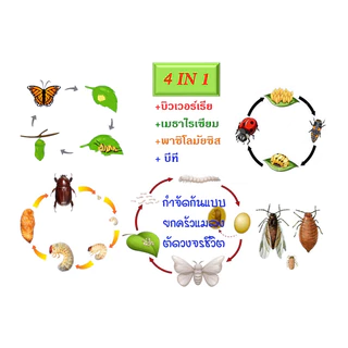 บิวเวอร์เรีย+เมธาไรเซียม +พาซิโลมัยซิส+บีที+ฮอร์โมนพืชทางใบ ชนิดน้ำพร้อมใช้ กำจัดไข่แมลง ตัวแมลง หนอนศัตรูพืช 100%ชีวภาพ