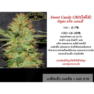 Sweet Candy CBD (โฟโต้)