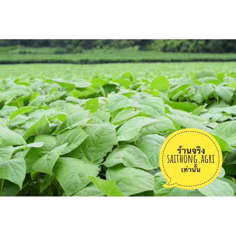 ถั่วเขียว 5ก.ก สำหรับปลูกเพื่อเป็นพืชคลุมดิน เป็นปุ๋ยพืชสด ไม่ใช้ขยายพันธุ์ - รูปที่ 4
