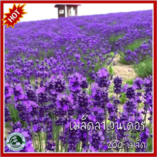 200 เมล็ด Lavender ลาเวนเดอร์ เมล็ดพันธุ์ลาเวนเดอร์ เมล็ดลาเวนเดอร์