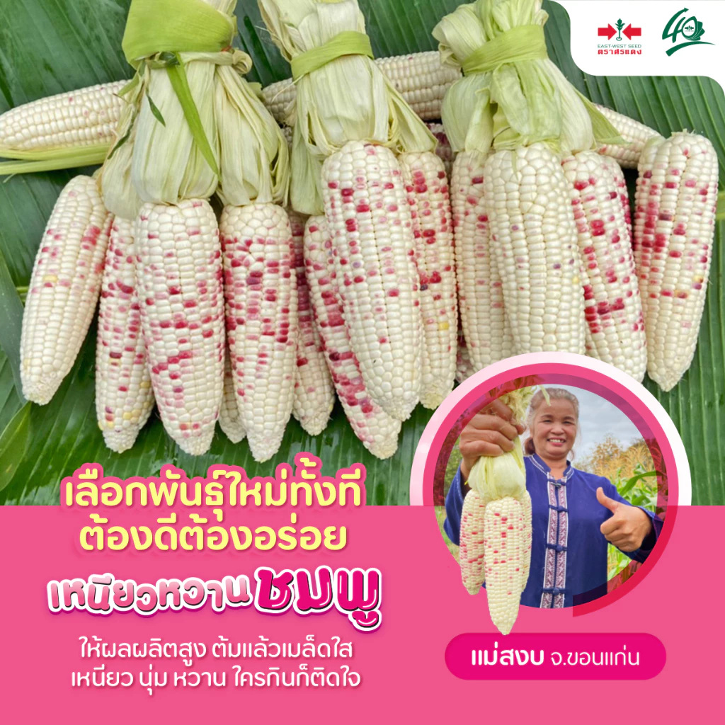 🌽พร้อมส่งที่สุด 🌽 ข้าวโพดเหนียวหวานชมพู เกรดส่งห้าง รสชาติเหนียวหนึบ หวานอร่อย ตัดสดใหม่ทุกวัน รับประกันอร่อยสุดใน 3 โลก