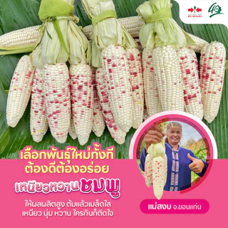 🌽พร้อมส่งที่สุด 🌽 ข้าวโพดเหนียวหวานชมพู เกรดส่งห้าง รสชาติเหนียวหนึบ หวานอร่อย ตัดสดใหม่ทุกวัน รับประกันอร่อยสุดใน 3 โลก