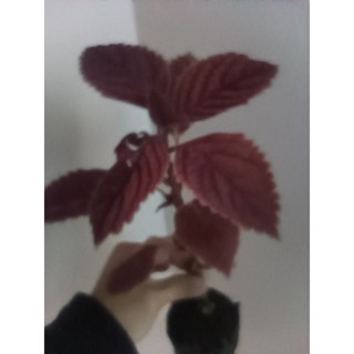 ฤาษีผสมขนาด กระถาง 3"นิ้ว พร้อมส่ง
ฤษีผสม (Coleus)