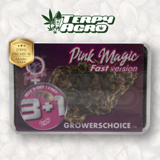 Pink Magic Fast Version (Photo) - Growers Choice เมล็ดกัญชา นำเข้าแท้100% เมล็ดเพศเมีย