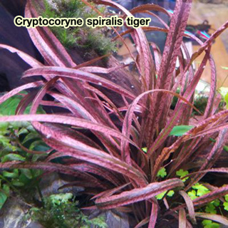 คริป Cryptocoryne spiralis tiger พร้อมปลูกต้นไม้น้ำ ต้นไม้น้ำตกแต่งตู้ปลา ***กรุณาอ่านรายละเอียดก่อนสั่งซื้อ***