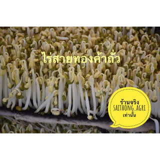 ถั่วเขียวเกรดA ใช้เพาะถั่วงอก ทำขนม ปลูกเก็บเมล็ด ปุ๋ยพืชสด นำ้หนัก 1 กิโลกรัม