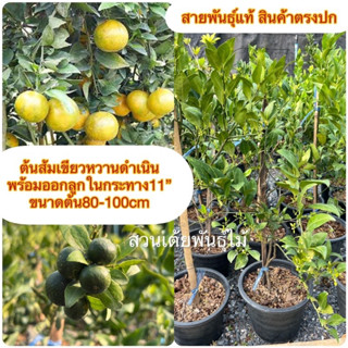 ต้นส้มเขียวหวานดำเนิน 🍊พร้อมออกลูกในกระทาง11”🍊ขนาดต้น80-100cm