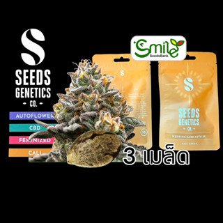 เมล็ดกัญชา Seeds Genetics.Co - Wedding Cake (Auto)