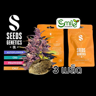 เมล็ดกัญชา Seeds Genetics.Co - Purple Punch (Fem)