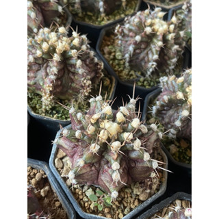 ยิมโนทีเร็กซ์ (Gymnocalycium T-Rex) ชำหน่อ