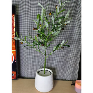 ต้นมะกอก Olive Tree สูง 70 cm (ฟรีหินตกแต่งสีขาว)