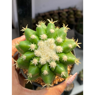 ถังทองหนามสั้น ถังทอง หนามสั้น Echinocactus grusonii var.intermedius กระบองเพชร