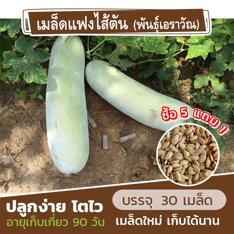 เมล็ดแฟงไส้ตัน พันธุ์เอราวัณ แบ่งขาย 30 เมล็ด (ซื้อ 5 แถม 1) คละชนิดได้