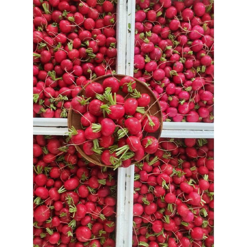 แรดิช (Radish) คุณภาพ