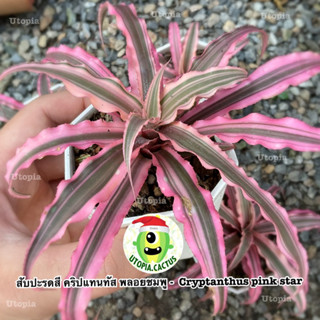 สับปะรดสี คริปแทนทัส พลอยชมพู -  Cryptanthus pink star