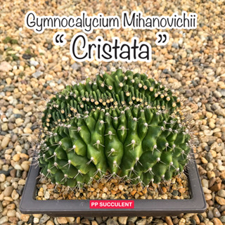 Gymnocalycium Mihanovichii " Cristata "  ยิมโนมิฮาโน คริสตาต้า