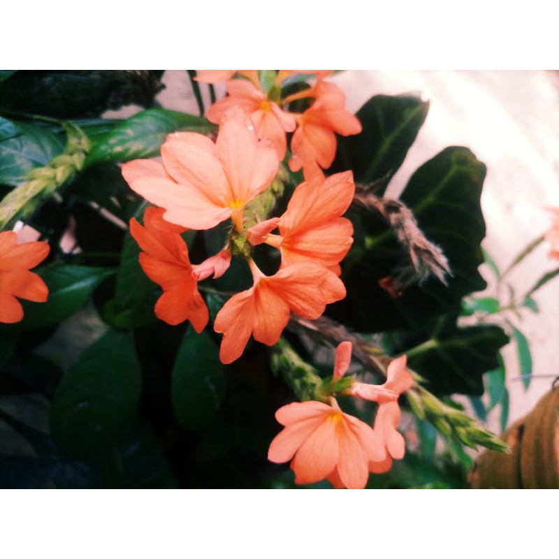 ต้นสังกรณี สังกรณี 💐