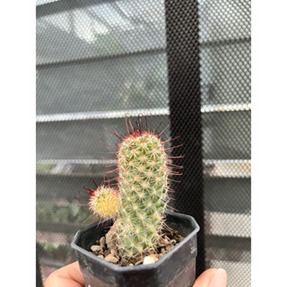 Mammillaria Beneckei variegata