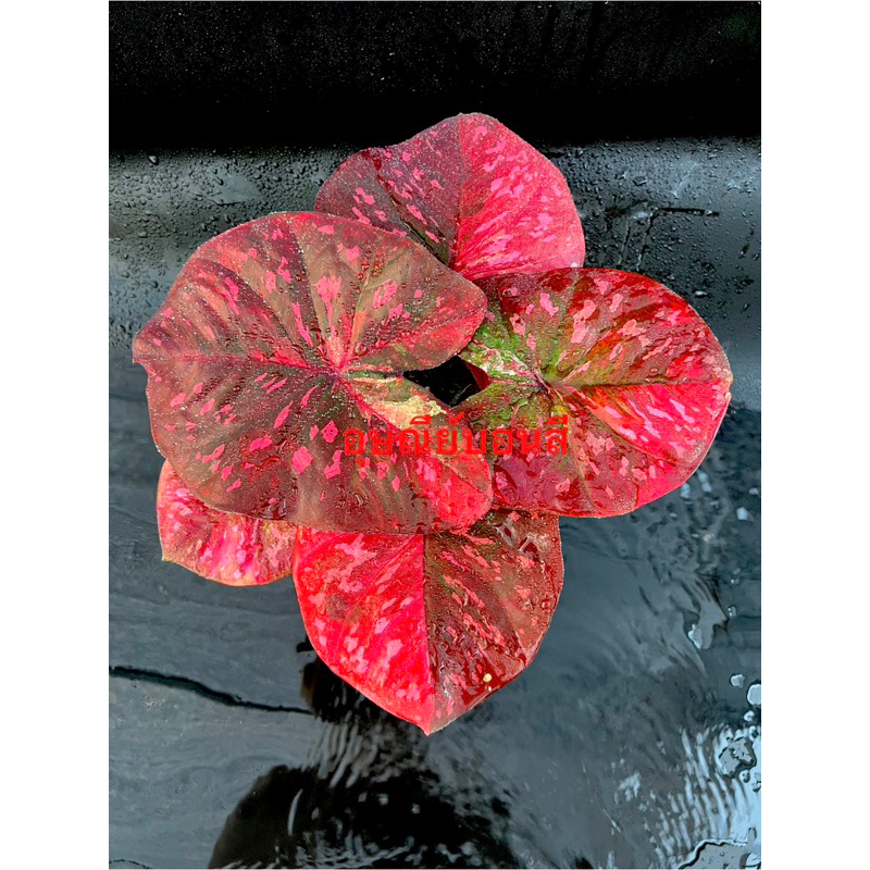 บอนสีรัตนรุ่งเรือง ในกระถาง3-4”