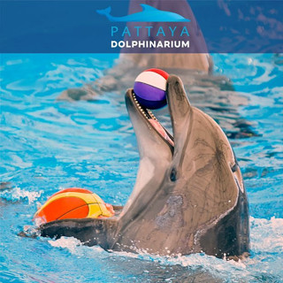 Pattaya Dolphinarium for foreigners พัทยาดอลฟินนาเรียม สำหรับขาวต่างชาติ