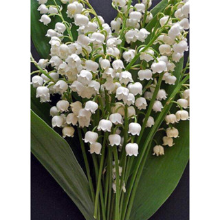 ไม้นำเข้า - ลิลลี่ออฟเดอะวัลเลย์ Lily of the Valley (ชุดละ 3 หน่อ)