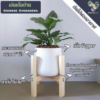 💰ต้นเงินเต็มบ้าน Chinese Evergreen.(ต้นไม้มงคล) พร้อมกระถางเบลล่า7"นิ้ว+เม็ดPopper+ขาตั้งไม้สน