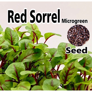 Red sorrel ซอเรลเส้นใบแดง 50-100 เมล็ด ไมโครกรีน