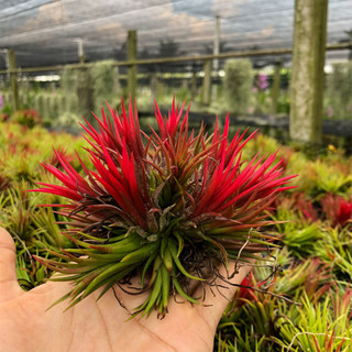 ทิลแลนเซีย ฟูโก้ Tillansia Fugo สัปปะรดสี ไม้ฟอกอากาศ ไม้ใบ ไม้ประดับปลูกในบ้าน ไม้รากอาการเลี้ยงง่าย