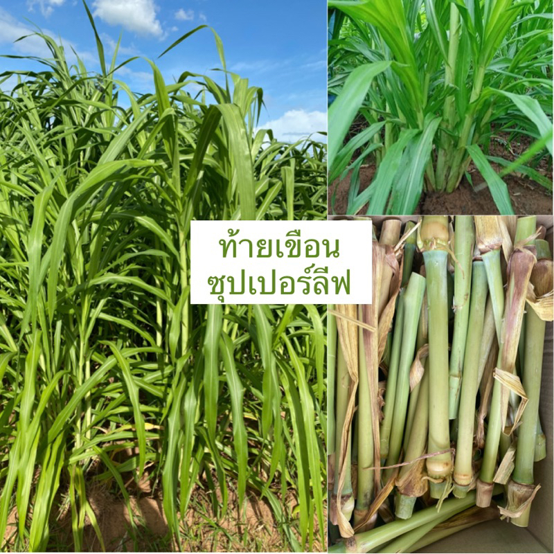 พันธุ์หญ้าท้ายเขื่อนซุปเปอร์ลีฟ 100 ท่อน แท้ %