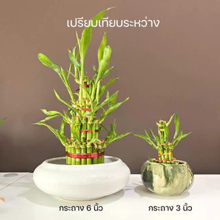 ไผ่กวนอิม 3 ชั้นพร้อมกระถาง 6 นิ้ว ขนาดใหญ่มาก สำหรับบูชา และเป็นของขวัญ สำหรับปลูกในน้ำ