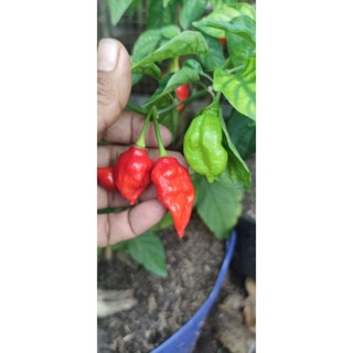 🌶️🌶️🌶️🌶️ผลพริกคาโรไลน่า((((carolina reaper))))แบบแห้งพร้อมแกะปลูก