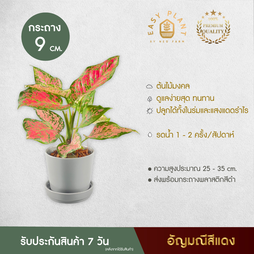 อัญมณีสีแดง (Aglaonema) +กระถางพลาสติกจีบสีชมพู