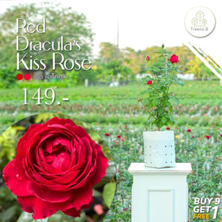 Treeno.9 T350 Draculas kiss rose (กุหลาบ เรดแดร็กคูล่า)​ ดอกสีแดง ต้นใหญ่ ถุง 8 นิ้ว สูง 60-70 ซม. ไม้ดอกประดับ ดอกสวย ออกดอกตลอดทั้งปี (ต้นไม้)