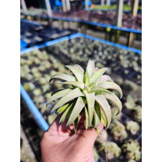 Tillandsia Ionantha vanhyningii Jumbo