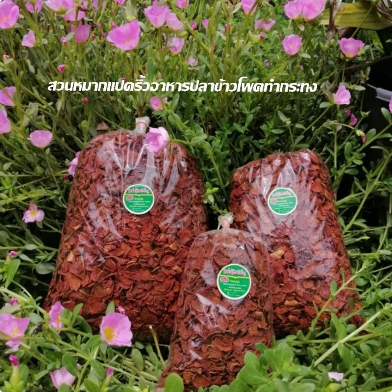 หมากแห้งจากสวนแปดริ้วขนาด1โล(หมากใหม่)ปี69