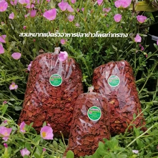หมากแห้งจากสวนแปดริ้วขนาด1โล(หมากใหม่)ปี69