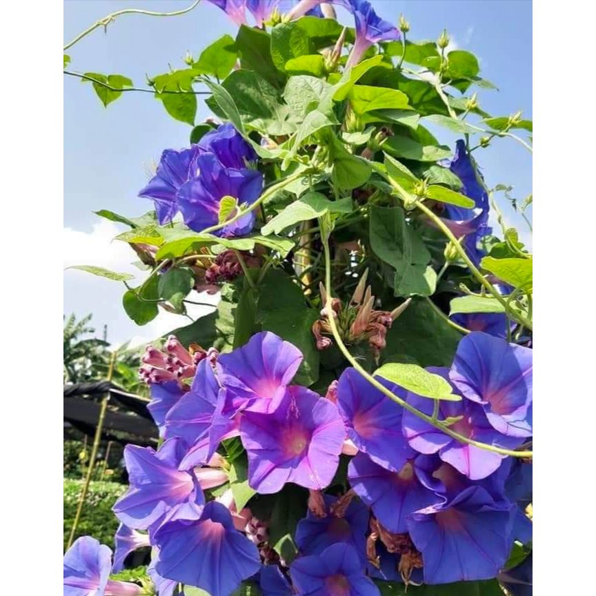 มอร์นิ่งกลอรี่ สีน้ำเงิน กระถาง 11 นิ้ว ต้นใหญ่สวย (กทม)