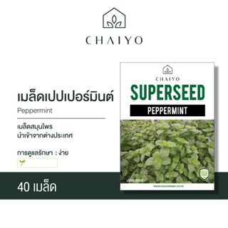 เมล็ด PEPPERMINT เปปเปอร์มินต์