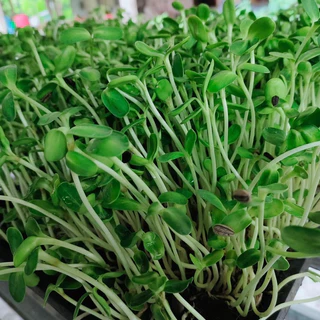 เมล็ดทานตะวันต้นอ่อน 10 กรัม