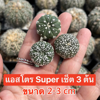 แคคตัส แอสโตร Super เซ็ต 3 ต้น