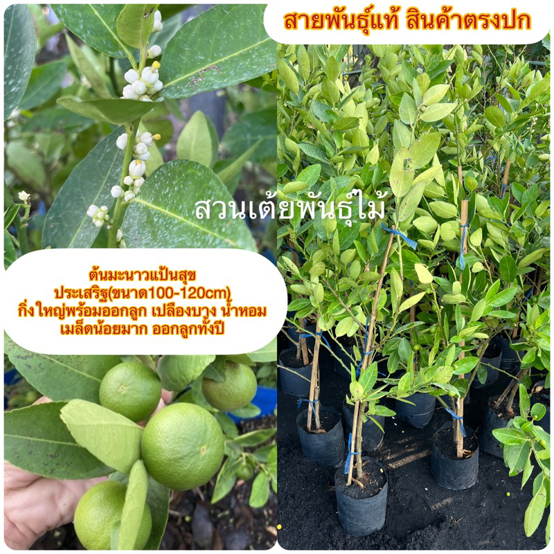 ต้นมะนาวแป้นสุขประเสริฐ(80-100cm)💥ชุดนี้ในกระทาง11”พร้อมปลูกพร้อมติดลูกได้เลยเปลืองบางนํ้าหอมเมล็ดน้อยมากออกลูกทั้งปี