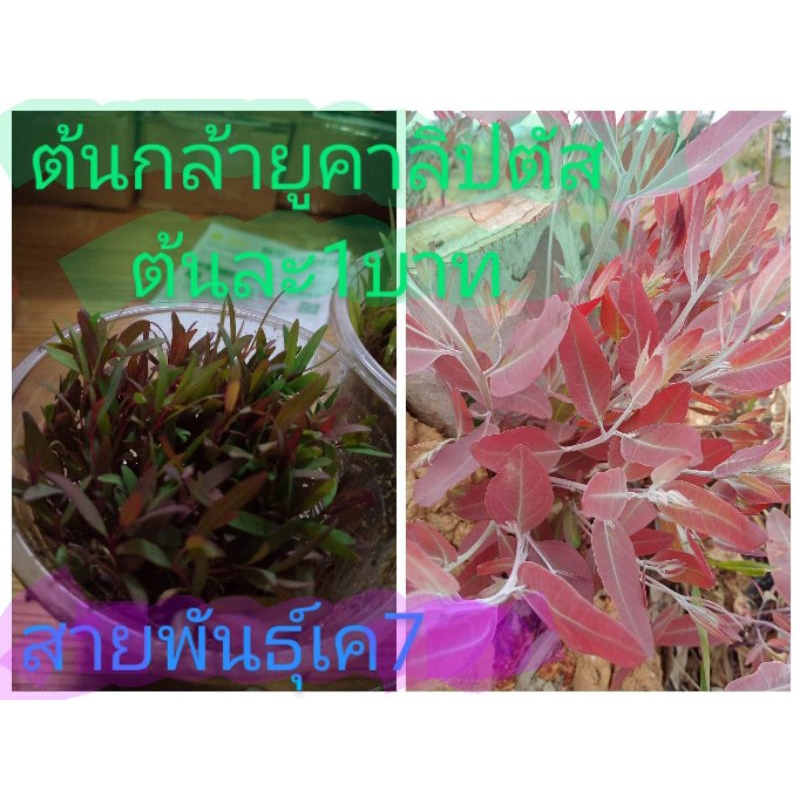 ต้นกล้ายูคาลิปตัส ราคาต้นละ 1 บาท ขนาดความสูง 3-5 เซน