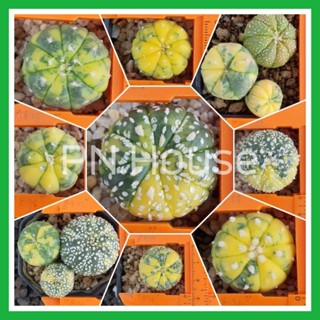 Astrophytum Asterias | รวมแอสโตรด่าง เลือกต้นได้