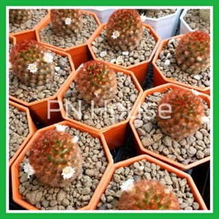 แมมคามิเน่แดง ขนาด 4 cm.+ ให้ดอกแล้ว Mammillaria carmenae