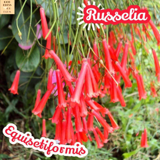 [ประทัดจีน] Russelia Equisetiformis ไม้ใบ ไม้ดอก ไม้ฟอก ไม้สี ไม้แดด ใบสวย ต้นไม้ ไม้ประดับ ไม้ทน ของขวัญ