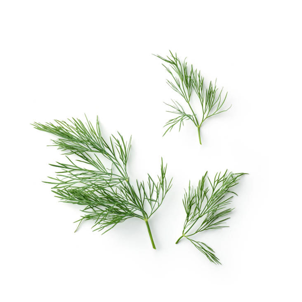 ผักชีลาวอบแห้งออแกนิค ธรรมชาติ 100 % 50 กรัม รสชาติอร่อย50 g Organic Dried Dill Leaves, Great Taste, 100% Natural ราคา ถูกที่สุด ดีลบีเคเค แกลเลอรีภาพที่ 3