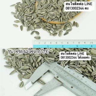 เมล็ดทานตะวันสำหรับเพาะงอก คัดคุณภาพ อัตราการงอก 95% UP (ลายไทย ฤดูกาลใหม่) ราคาปลีก-ส่ง