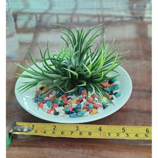 Tillandsia ชุดไม้รากอากาศ ส่งพร้อมจานรอง+หินสี